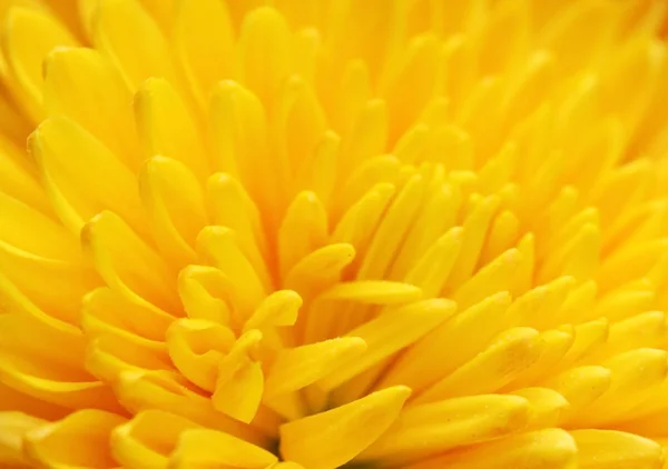 黄色い菊 — ストック写真