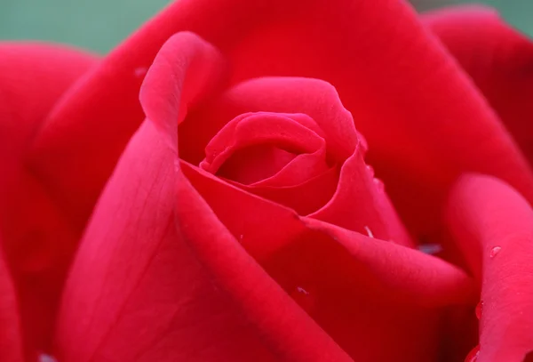 Close up of red rose — Stock Photo, Image