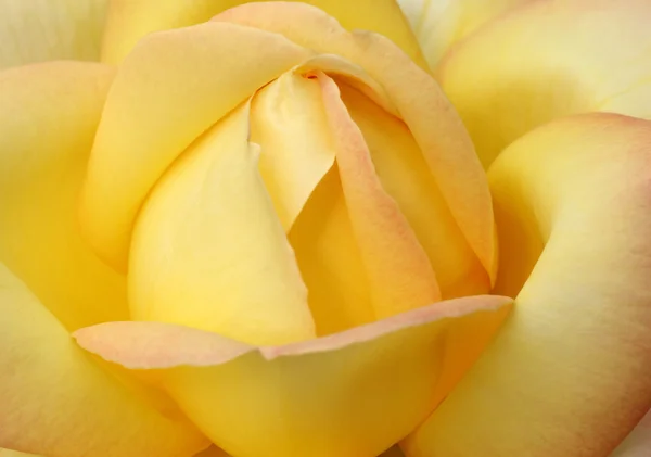 Mooie gele roos — Stockfoto