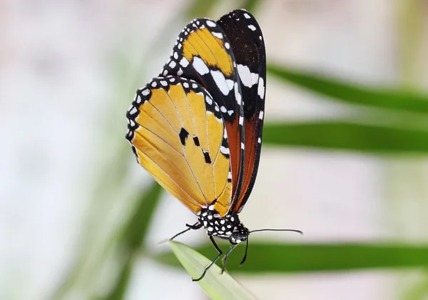 Monarch butterfly on leaf — Stock Photo, Image