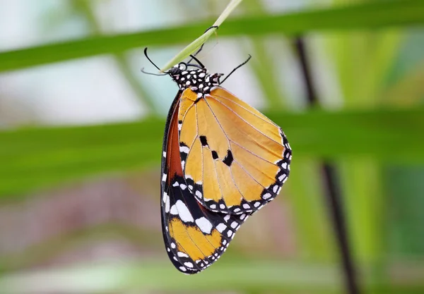 Butterfly hanging on leaf — Stock Photo, Image