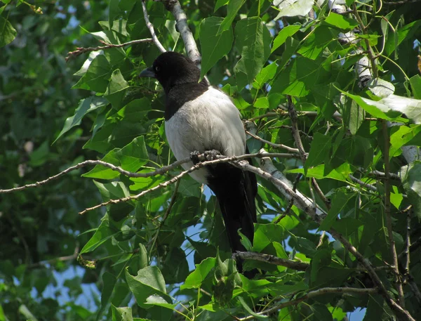 Magpie. — Fotografia de Stock