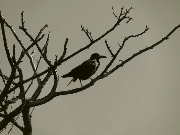 Black raven — Stock Photo, Image