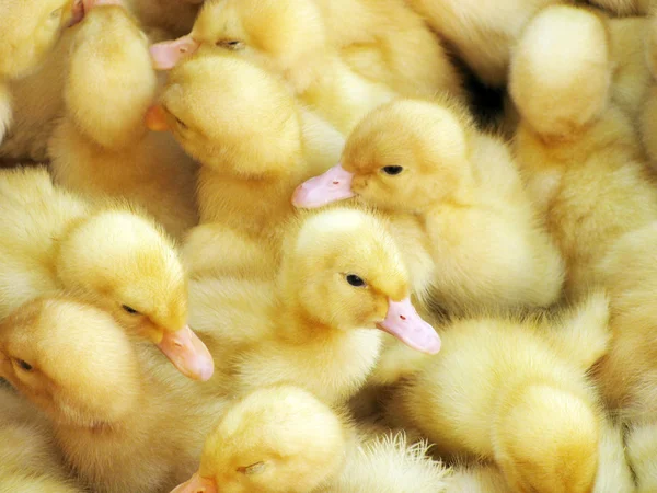 Ducklings — Stock Photo, Image