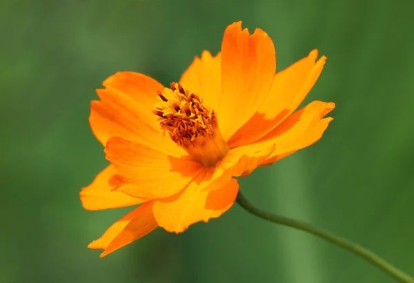 Marigold flower — Stock Photo, Image