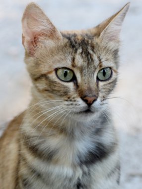 Gri kedi