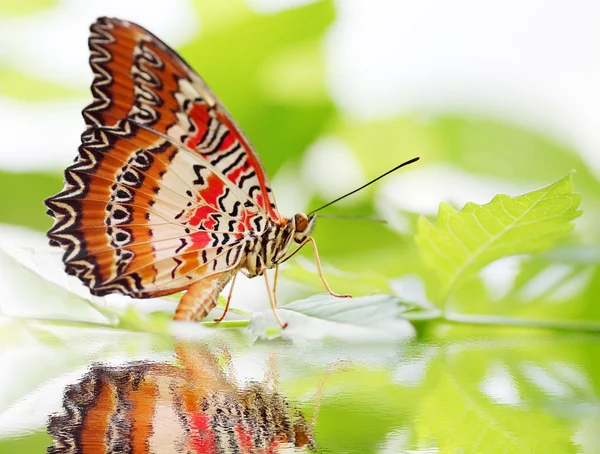 Butterfly Red Lacewing — Stock Photo, Image