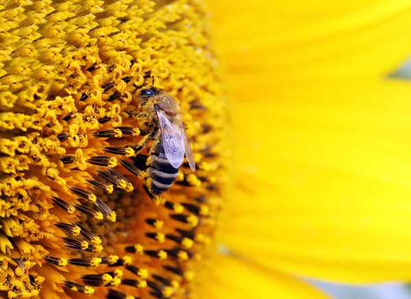 Biene auf Sonnenblume — Stockfoto