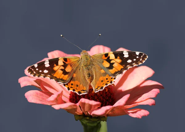 Mariposa en flor — Foto de Stock