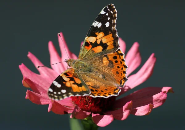 Borboleta em flor — Fotografia de Stock