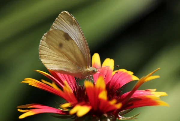 Ekinezya üzerinde oturan kelebek — Stok fotoğraf