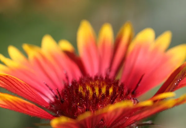 Echinacea — Fotografia de Stock