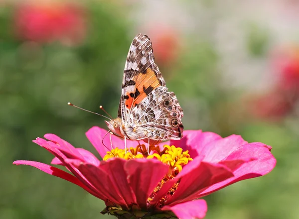 Malowane pani motyl — Zdjęcie stockowe