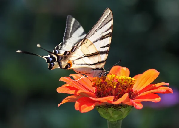 Motyl na kwiat — Zdjęcie stockowe