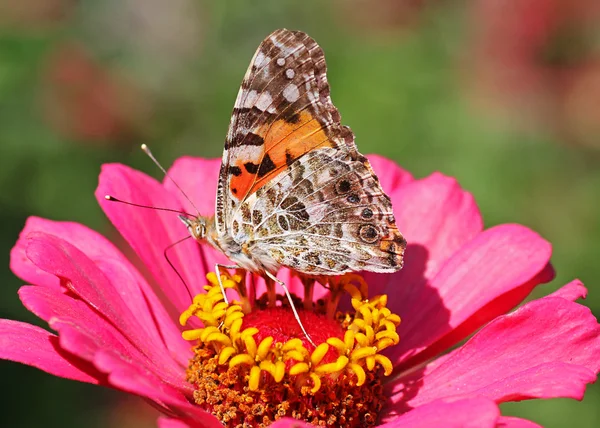 Borboleta senhora pintada — Fotografia de Stock