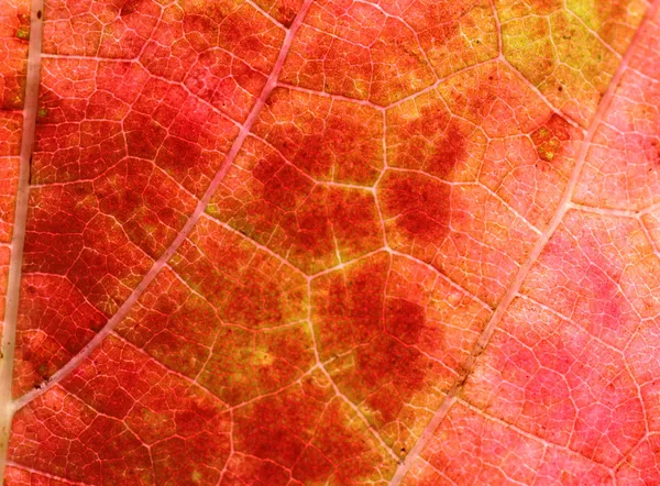 Κοντινό πλάνο κόκκινο σταφύλι φύλλα — Φωτογραφία Αρχείου
