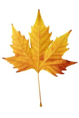 Kuru akçaağaç yaprağı