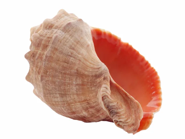 Seashell — Stock Photo, Image