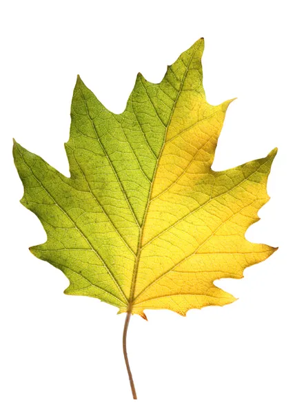 Dry green with yellow leaf — Stock Photo, Image