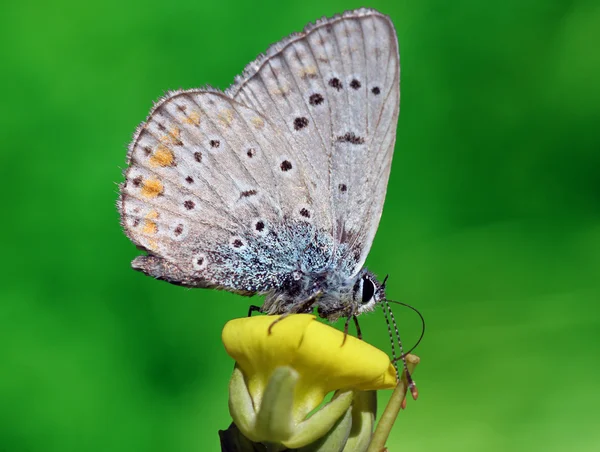 Lycaenidae kelebek — Stok fotoğraf