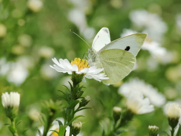 Schmetterling auf Blume im Garten — Stockfoto
