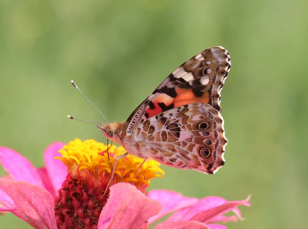 Mariposa en flor — Foto de Stock