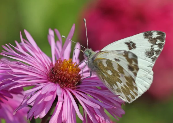 Butterfly on chrysanthemum — Zdjęcie stockowe
