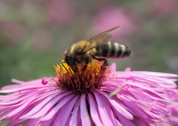 Bi på krysantemum — Stockfoto