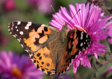 Boyalı Bayan Kelebek