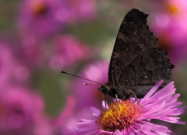 Чёрная бабочка — стоковое фото