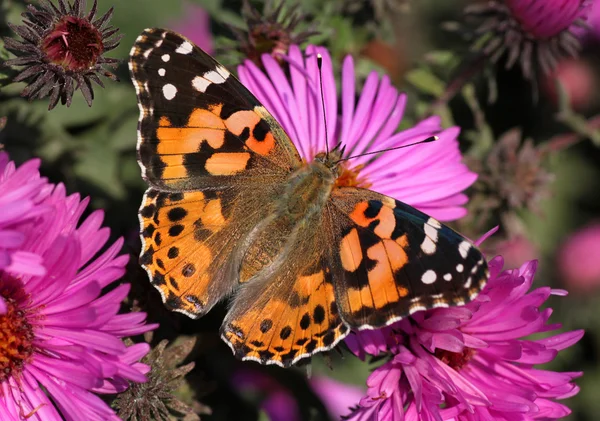 Dipinta signora farfalla — Foto Stock