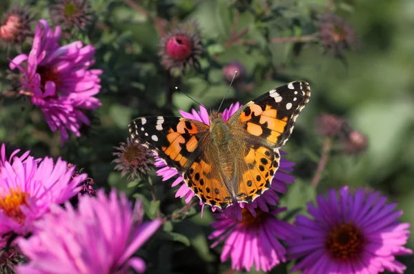 Butterfly on flower — Stock Photo, Image