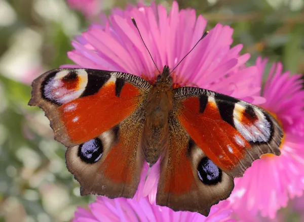 Ευρωπαϊκό peacock πεταλούδα — Φωτογραφία Αρχείου