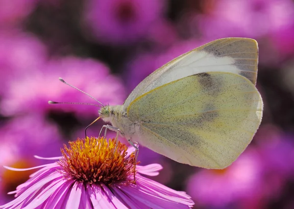 Krizantem üzerinde Kelebek — Stok fotoğraf