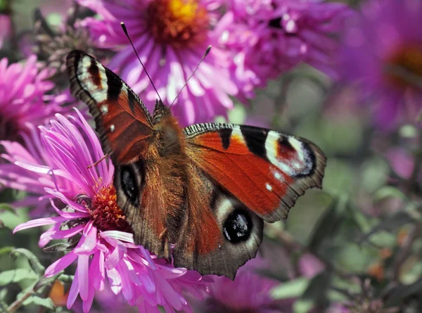 Europese peacock vlinder — Stockfoto