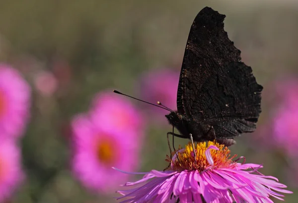 Schwarzer Schmetterling auf Blume — Stockfoto