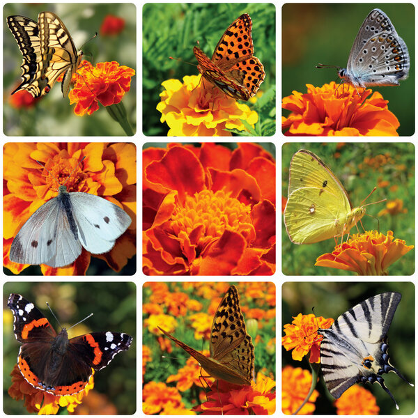 collage with butterflies