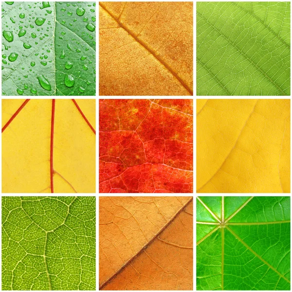 Leaf textures — Stock Photo, Image