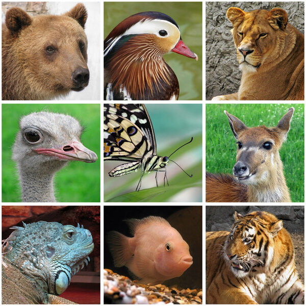 animals from zoo