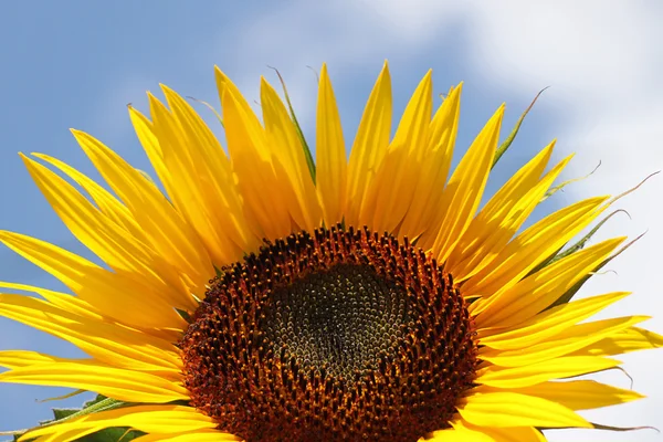 Girasole — Foto Stock