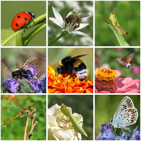 Insectos — Foto de Stock