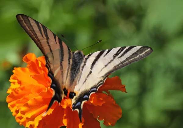 Borboleta de rabo de andorinha escasso — Fotografia de Stock