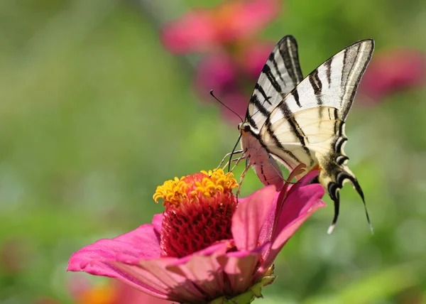 Farfalla su zinnia — Foto Stock