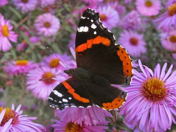 Red Admiral butterfly — Stock Photo, Image