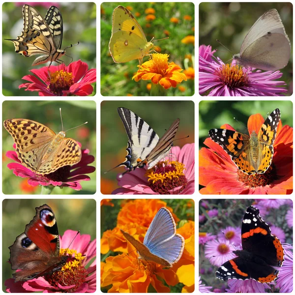 Butterflies — Stock Photo, Image