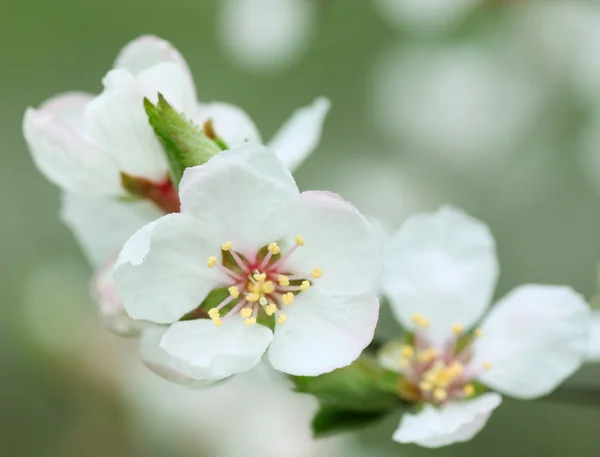 Branch of bush at spring — Stock Photo, Image