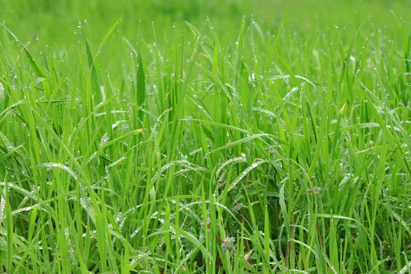 Gras met regendruppels — Stockfoto