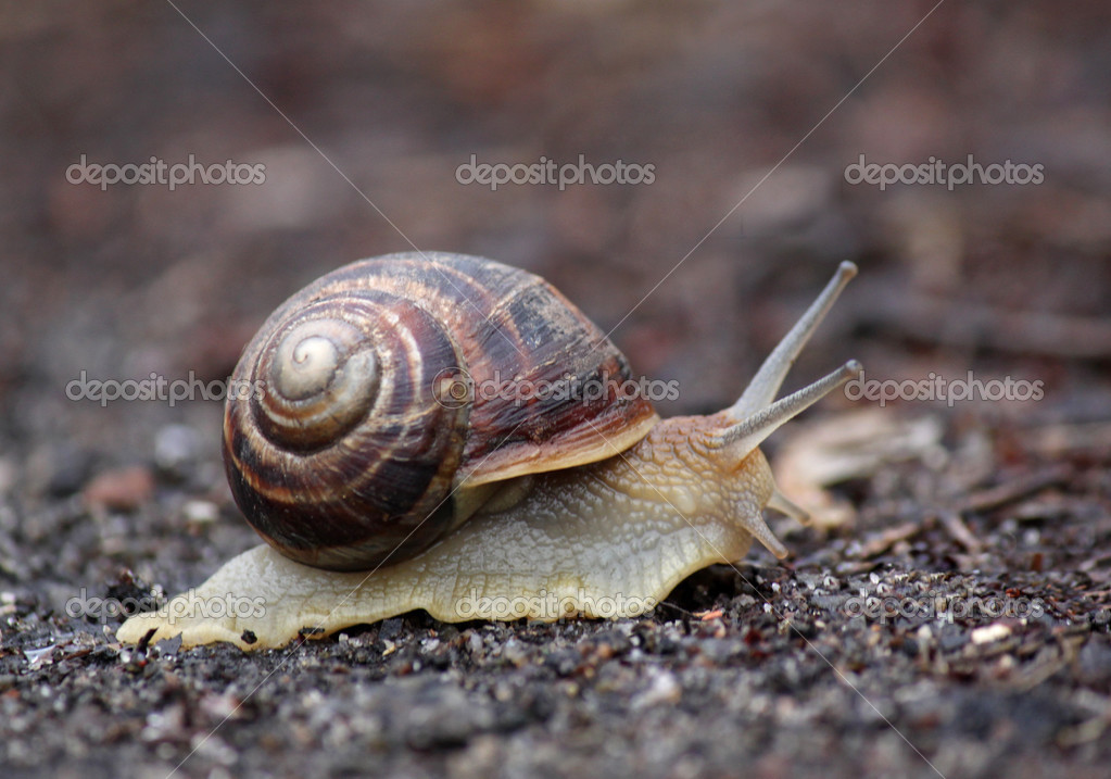 Close up of snail — Stock Photo © romantiche #23977835 Close up of snail
