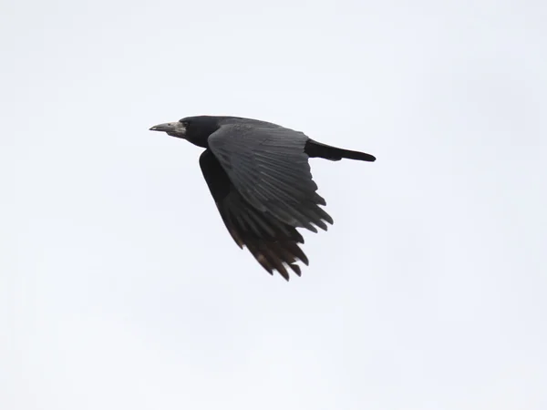 Corvo Negro — Fotografia de Stock