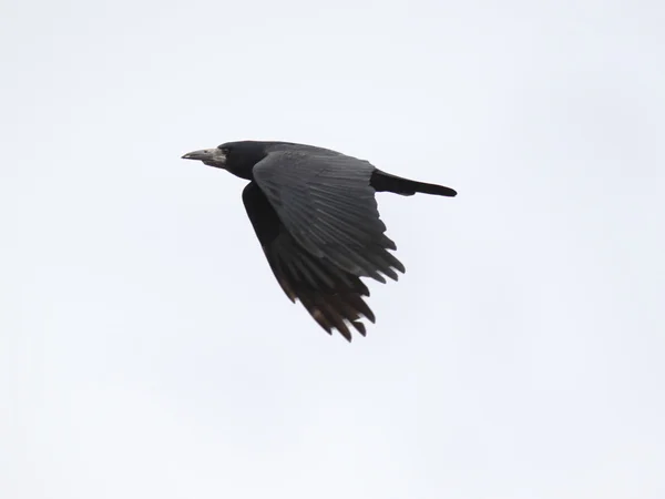 Black raven — Stock Photo, Image